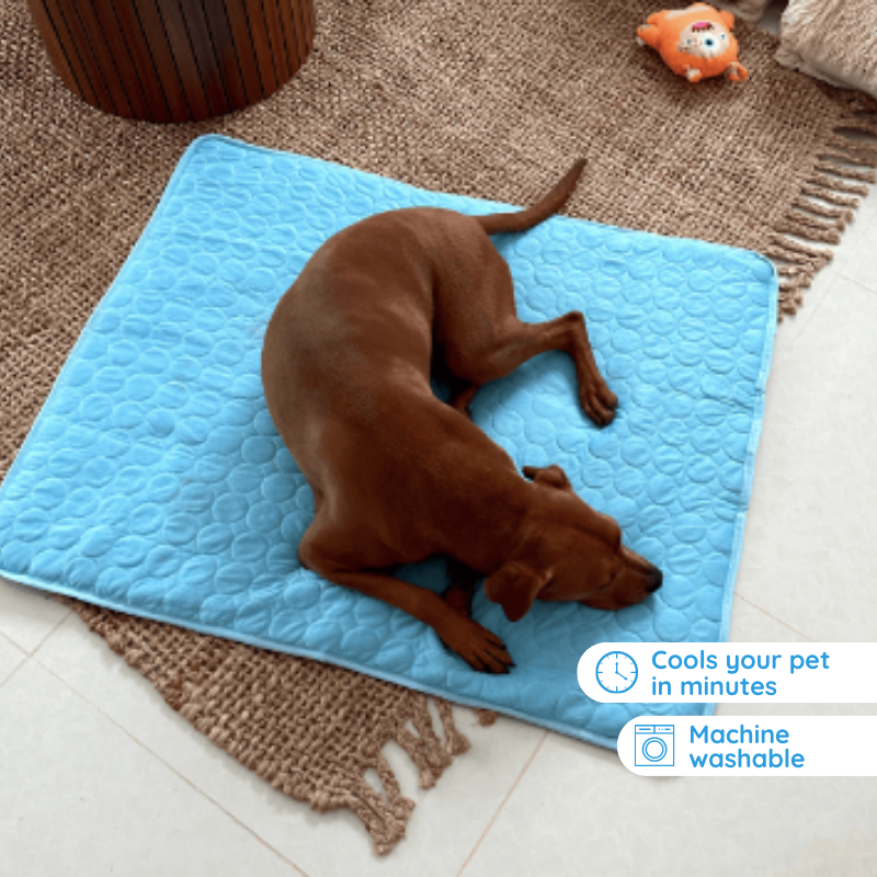 Tapis Refroidissant pour Chiens | Confort et Soulagement en Été